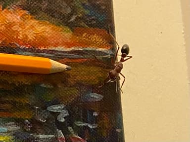 Myrmecia brevinoda photo 336