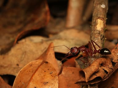 Myrmecia brevinoda photo 337
