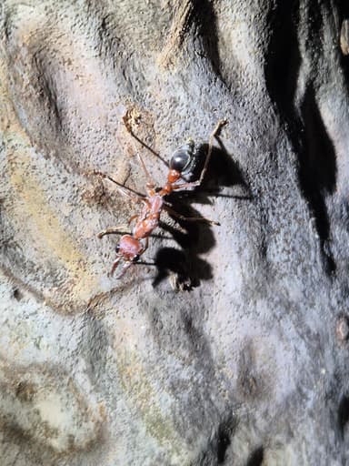 Myrmecia brevinoda photo 339