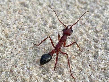 Myrmecia brevinoda photo 348