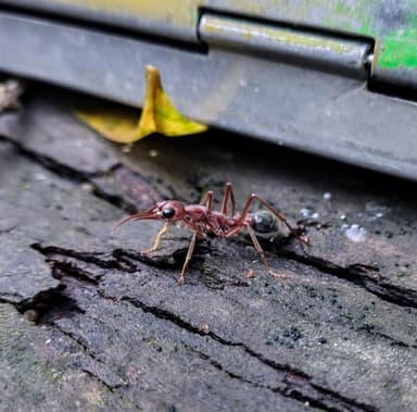 Myrmecia brevinoda photo 349