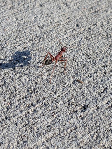 Myrmecia brevinoda photo 352