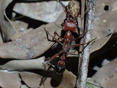Myrmecia brevinoda photo 367