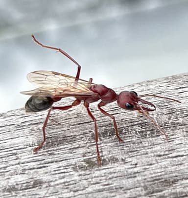 Myrmecia brevinoda photo 379