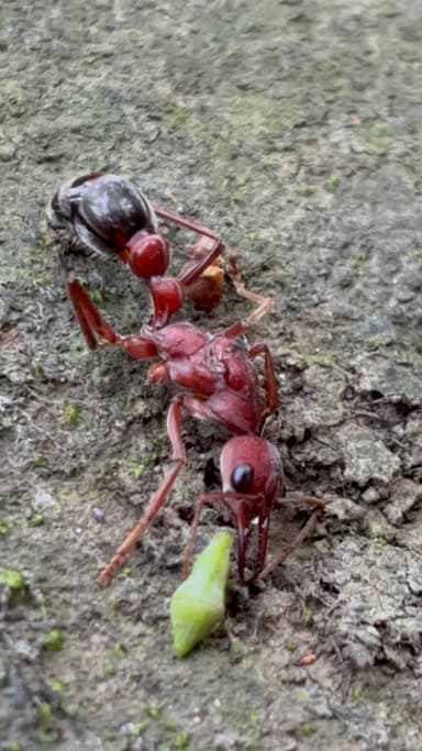 Myrmecia brevinoda photo 382