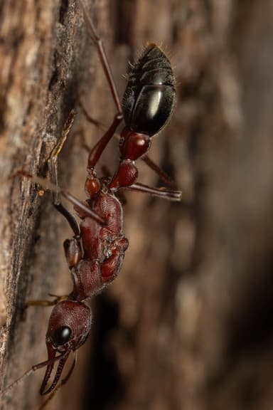 Myrmecia brevinoda photo 387