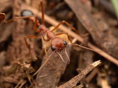 Myrmecia brevinoda photo 391