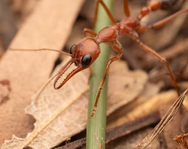 Myrmecia brevinoda photo 392