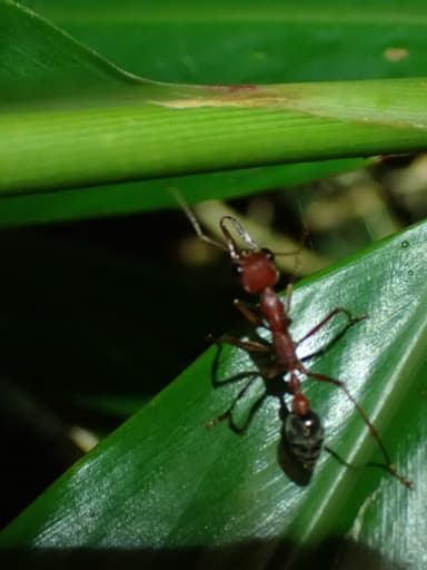 Myrmecia brevinoda photo 406