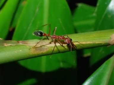 Myrmecia brevinoda photo 408
