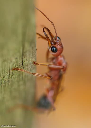 Myrmecia brevinoda photo 411