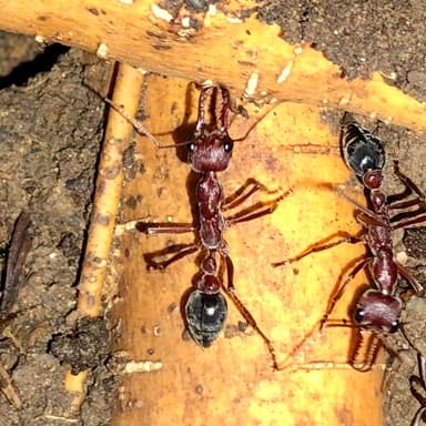 Myrmecia brevinoda — colony photo 427