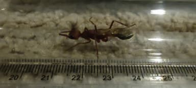 Myrmecia brevinoda — queen photo 432