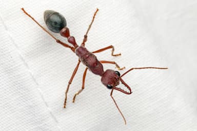 Myrmecia brevinoda photo 435