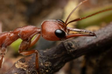 Myrmecia brevinoda photo 437