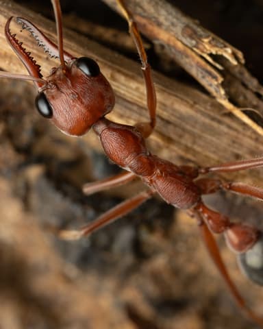 Myrmecia brevinoda photo 439