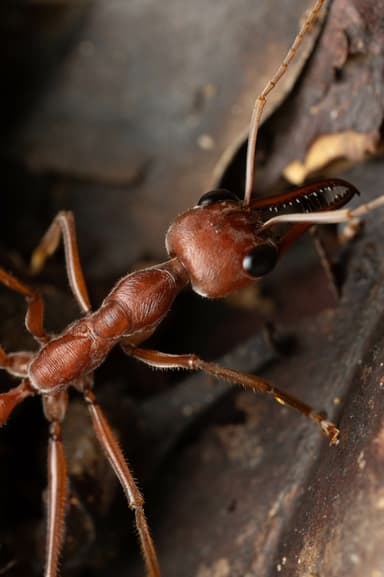 Myrmecia brevinoda photo 440