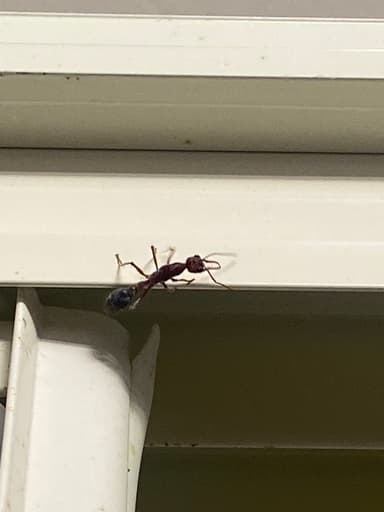 Myrmecia brevinoda photo 441