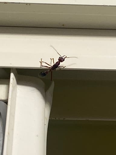 Myrmecia brevinoda photo 442
