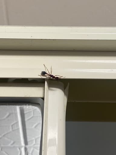 Myrmecia brevinoda photo 444
