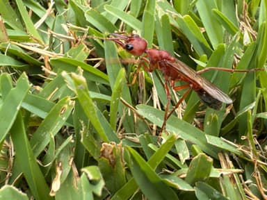 Myrmecia brevinoda photo 452