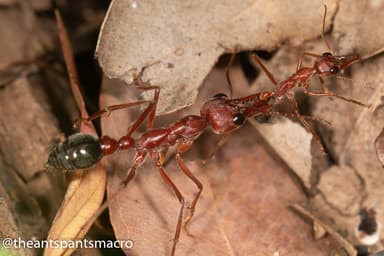Myrmecia brevinoda photo 462