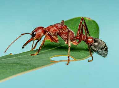 Myrmecia brevinoda photo 468
