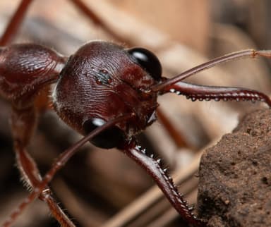 Myrmecia brevinoda photo 470