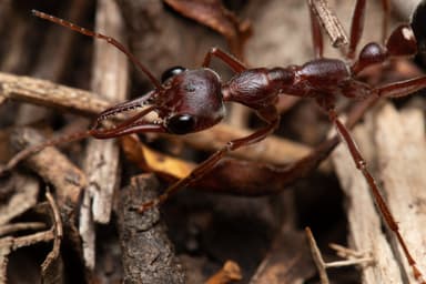 Myrmecia brevinoda photo 471