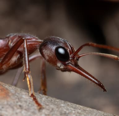 Myrmecia brevinoda photo 472