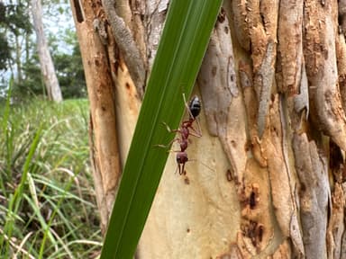 Myrmecia brevinoda photo 474
