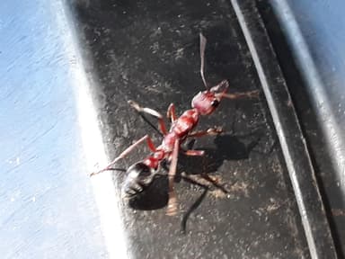 Myrmecia brevinoda photo 475
