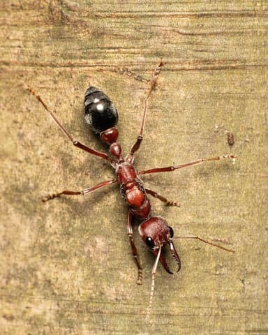 Myrmecia brevinoda photo 482