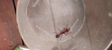 Myrmecia brevinoda photo 504