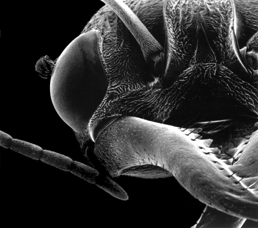Myrmecia brevinoda photo 1