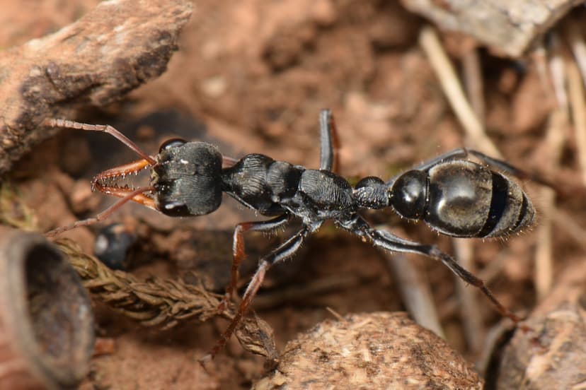 Myrmecia croslandi photo 1