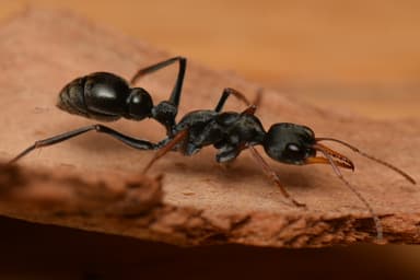 Myrmecia croslandi photo 2