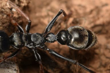 Myrmecia croslandi photo 3