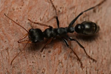 Myrmecia croslandi photo 4