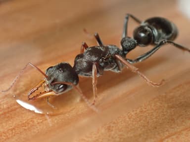 Myrmecia croslandi photo 5