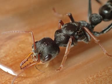 Myrmecia croslandi photo 6