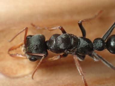 Myrmecia croslandi photo 7