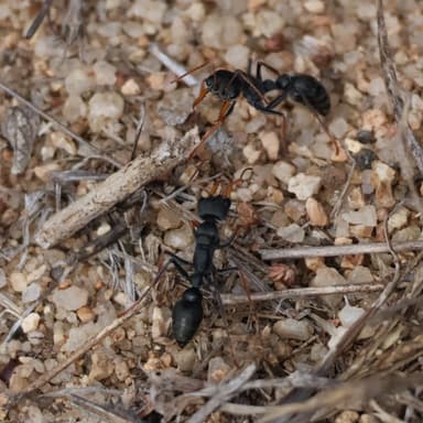 Myrmecia croslandi photo 8