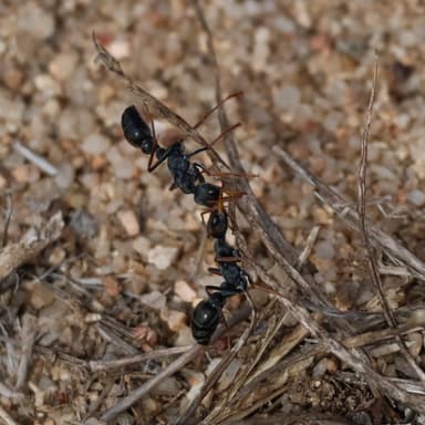 Myrmecia croslandi photo 9