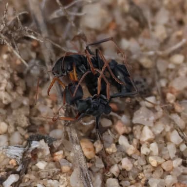 Myrmecia croslandi photo 10