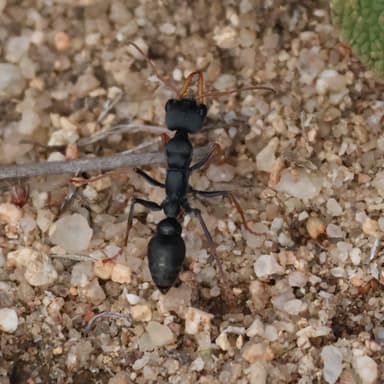 Myrmecia croslandi photo 12