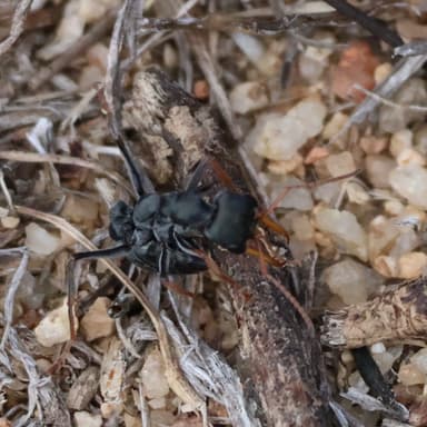 Myrmecia croslandi photo 13
