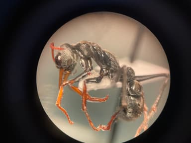 Myrmecia croslandi photo 14