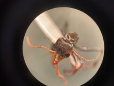 Myrmecia croslandi photo 15