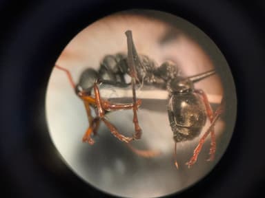 Myrmecia croslandi photo 16